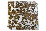 Brenham Pallasite Meteorite ( g) Slice - Kansas #310389-1